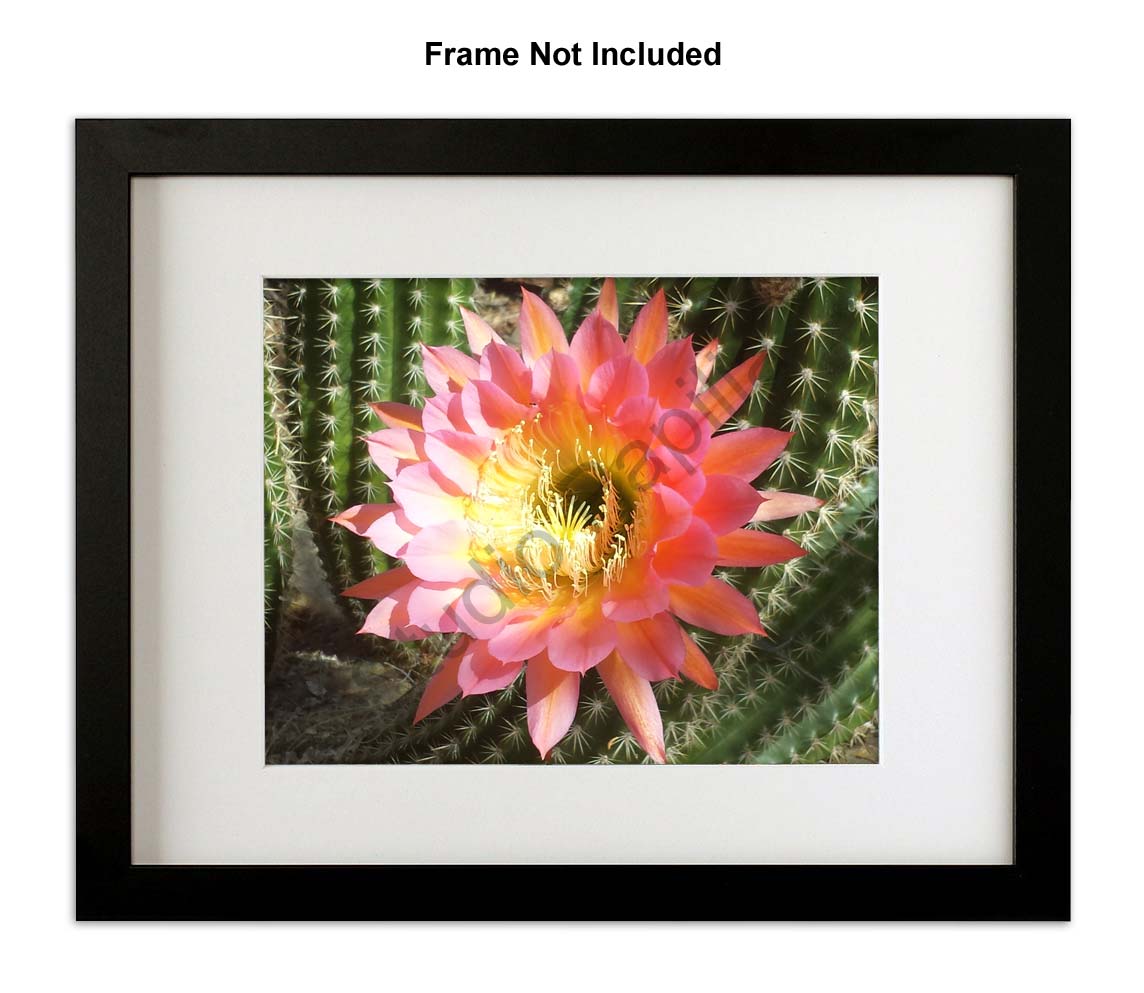 Nature Photo Prints