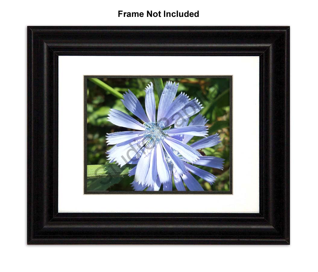 Nature Photo Prints