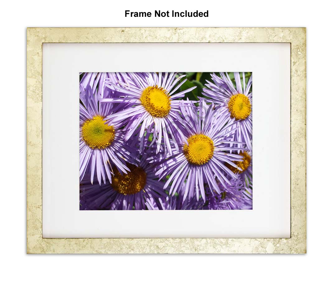 Nature Photo Prints