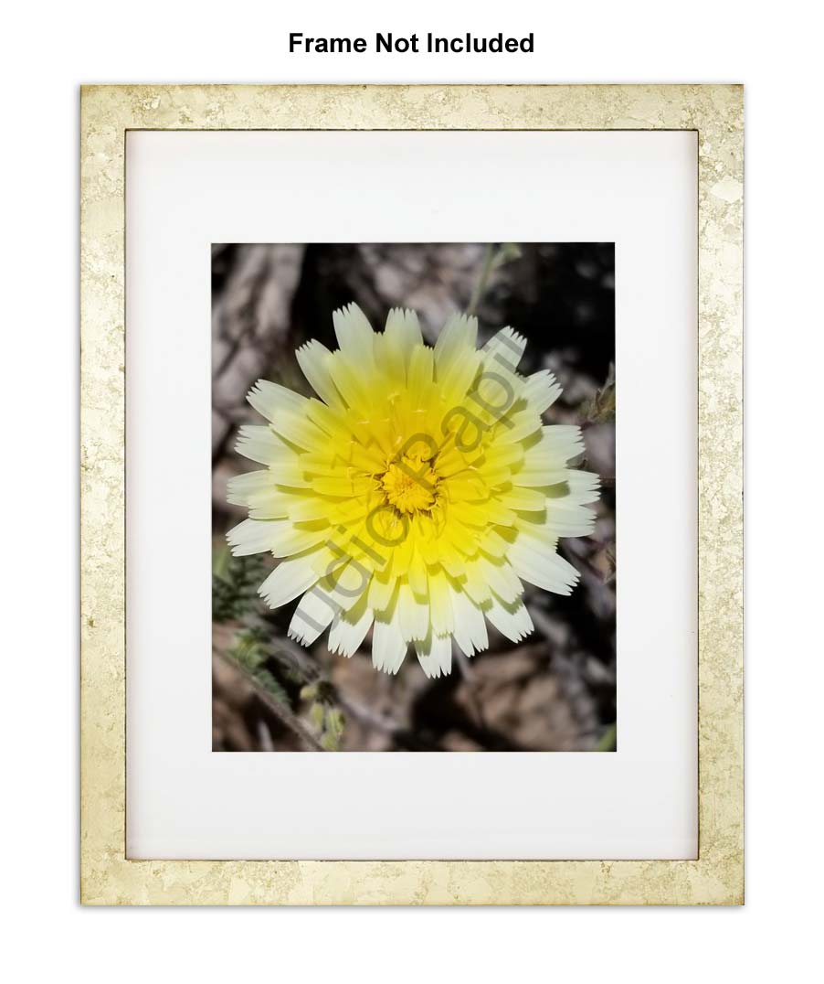 Nature Photo Prints