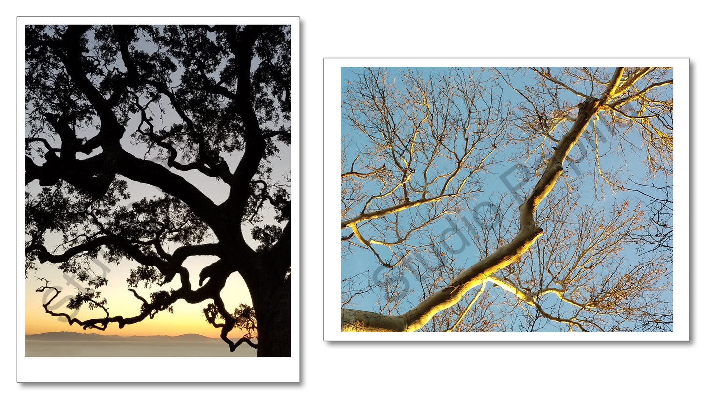 Nature Photo Prints